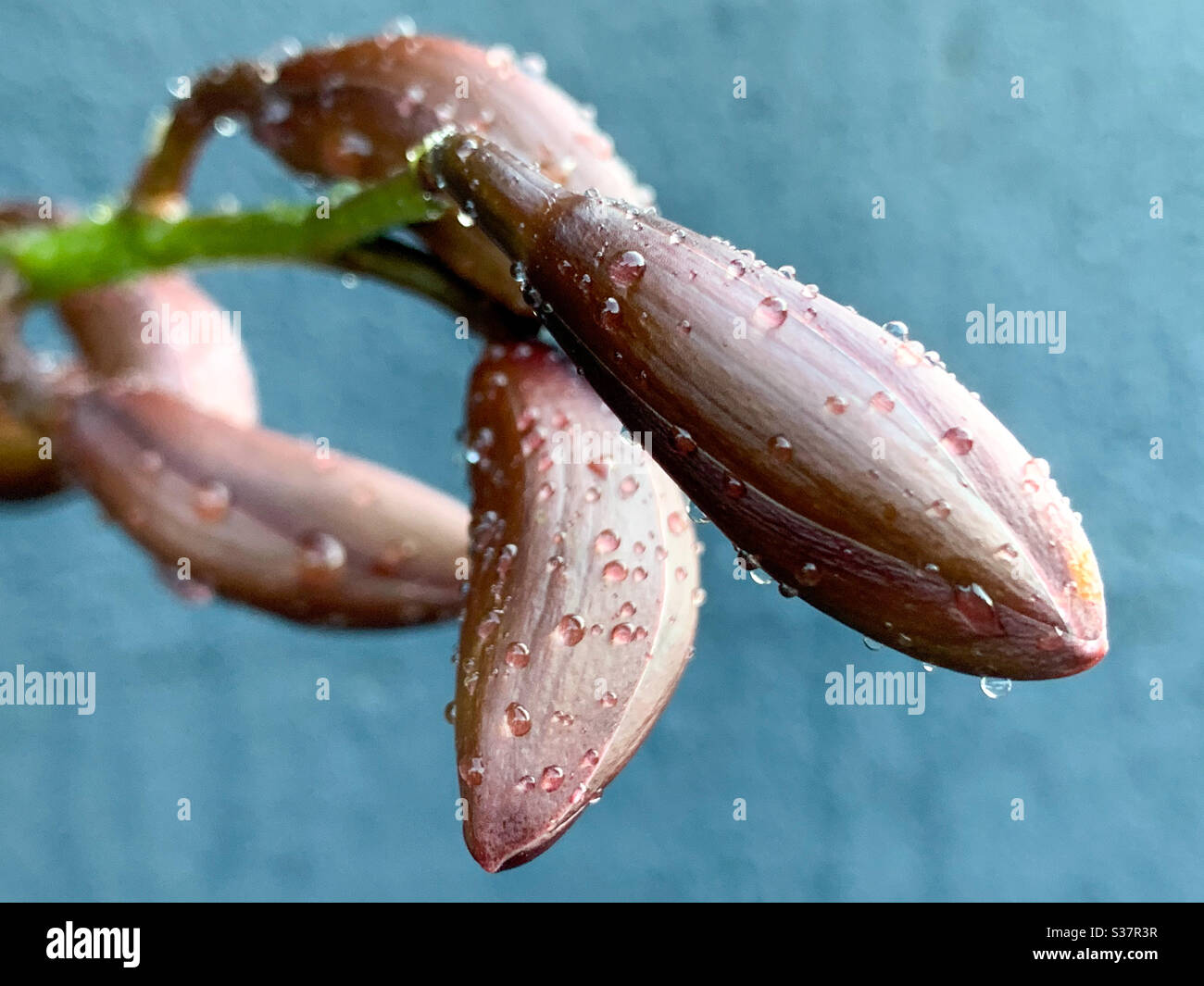 Leben aus nächster Nähe. Nasse Cymbidium Orchideenknospen aus der Nähe, warten auf Blüte. - Smartphone-aufgenommenes Stockfoto