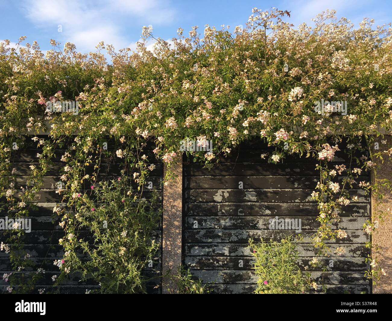 Blüte wächst über Garagen Stockfoto