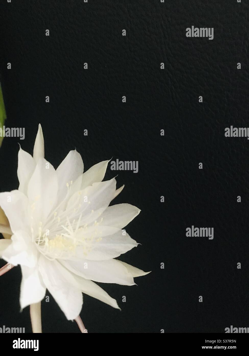 Nishagandhi weiße Blume mit Blick auf die Kamera, Holländerpfeife Blume, Epiphyllum Oxypetalum , Königin der Nacht, blühte Kakteen Orchidee in meinem Garten Stockfoto