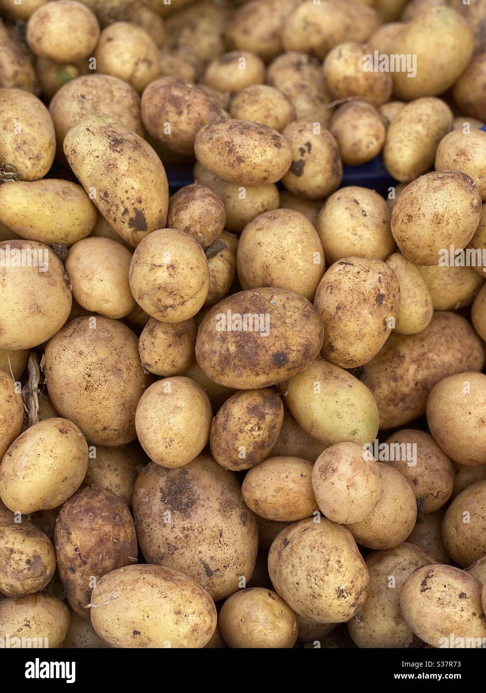 Frische Bio-Kartoffeln aus dem heimischen Garten - Smartphone-aufgenommenes Stockfoto