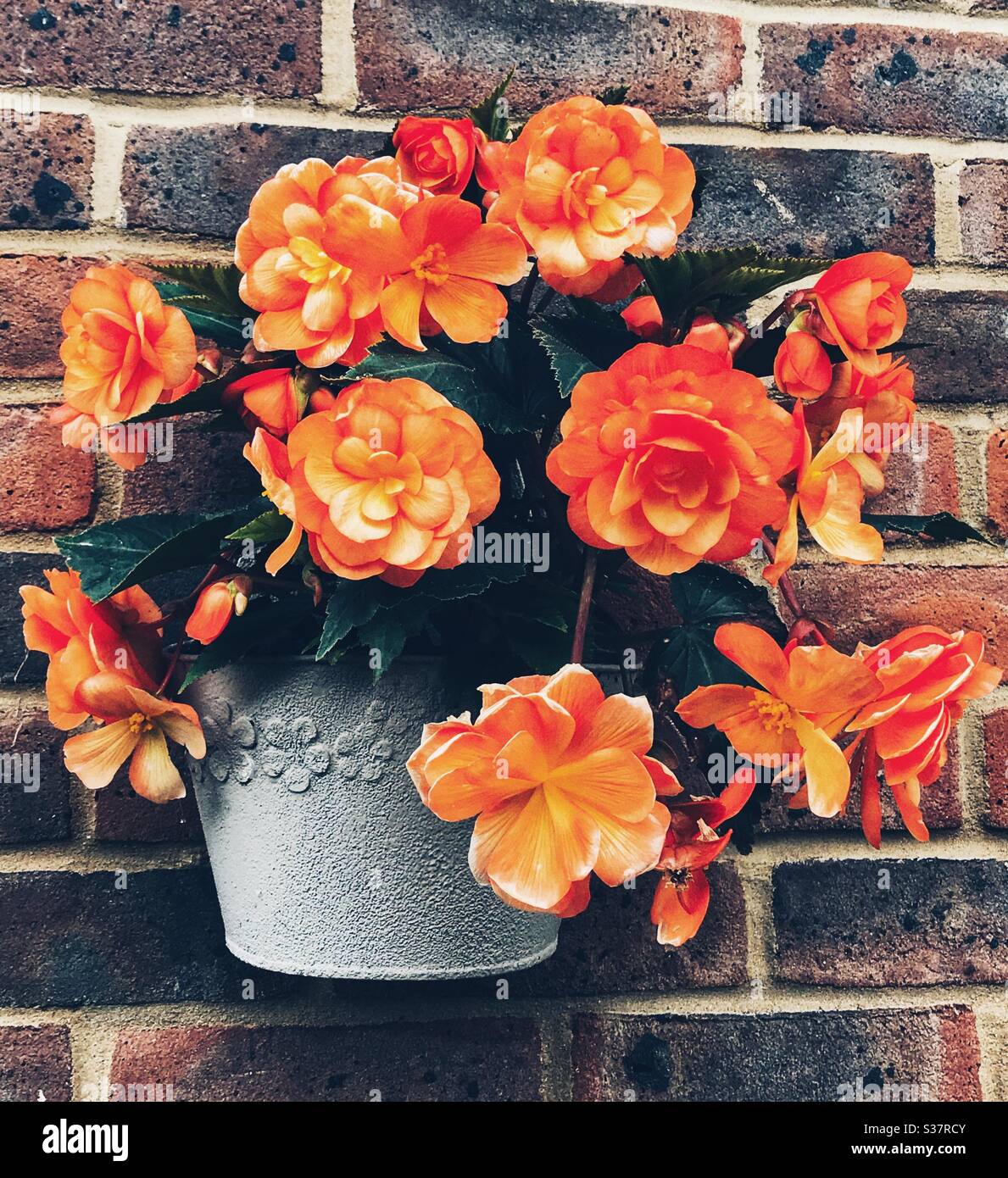 Hängend Orange Begonia in einem Wandtopf Stockfoto