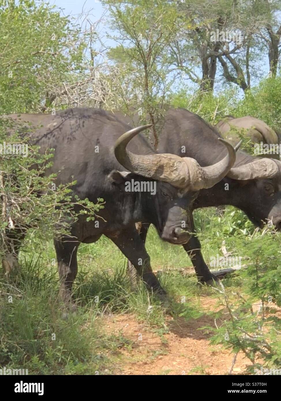 Buffalo aus nächster Nähe - im Krüger National Park Südafrika Stockfoto