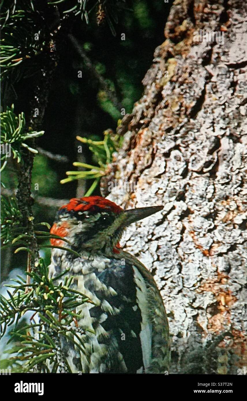 Nordamerikanische Vögel, Rotnapter Sapsucker, Sphyrapicus nuchalis, Vögel Nordamerikas, Wälder, Wälder, Wildtiere, Vögel, Specht, Stockfoto