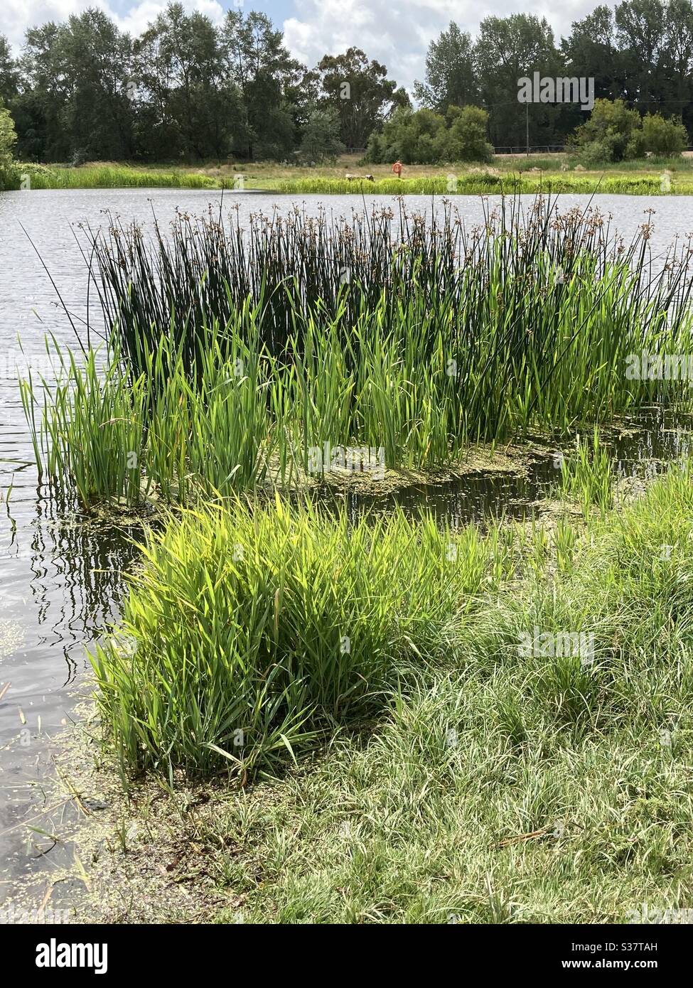 Friedliches Schilf am Ufer - Smartphone-aufgenommenes Stockfoto