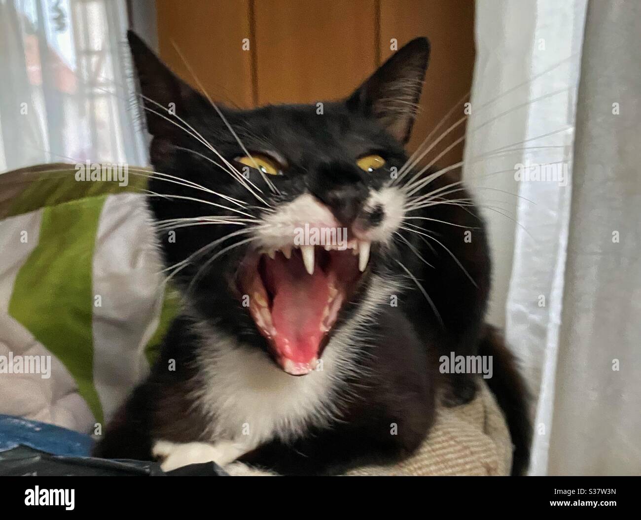 Katze mit weit offenem Mund Stockfoto