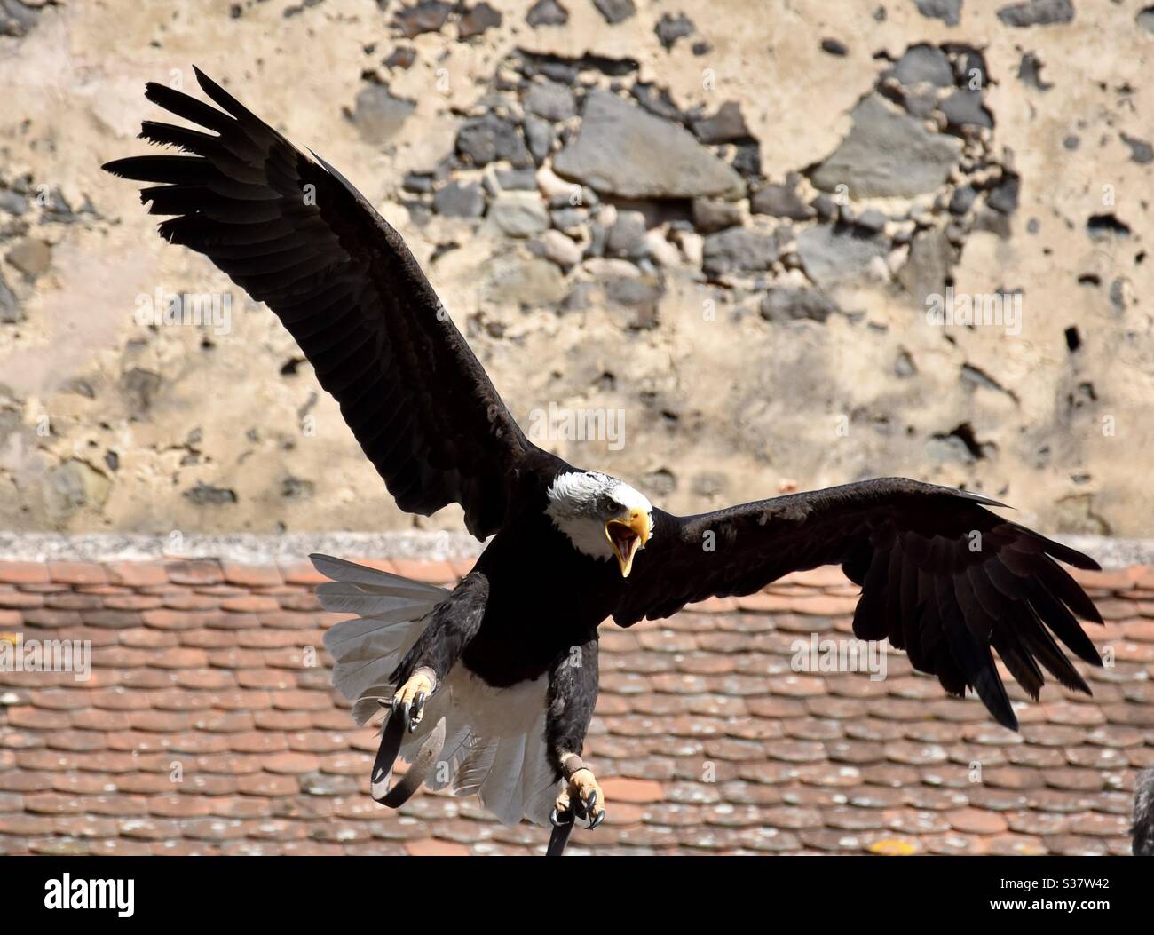 Bald Eagle Fliegen und landen beim Schreien Stockfoto