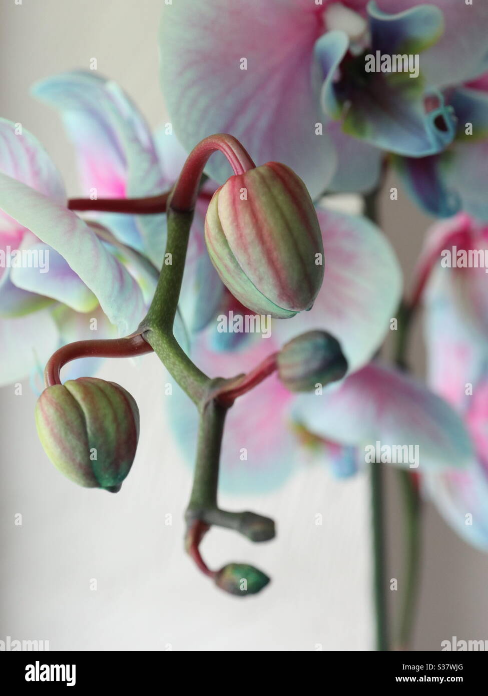 Gesprühte Orchideenknospen, die ungefähr blühen - Smartphone-aufgenommenes Stockfoto