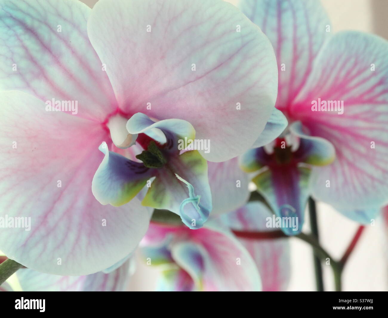 Paar gesprühte Orchidee in Blüte - Smartphone-aufgenommenes Stockfoto