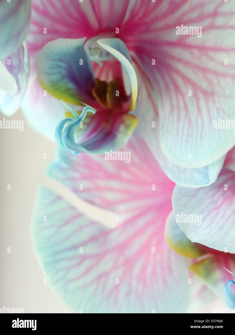 Makro gesprühte Orchidee - Smartphone-aufgenommenes Stockfoto