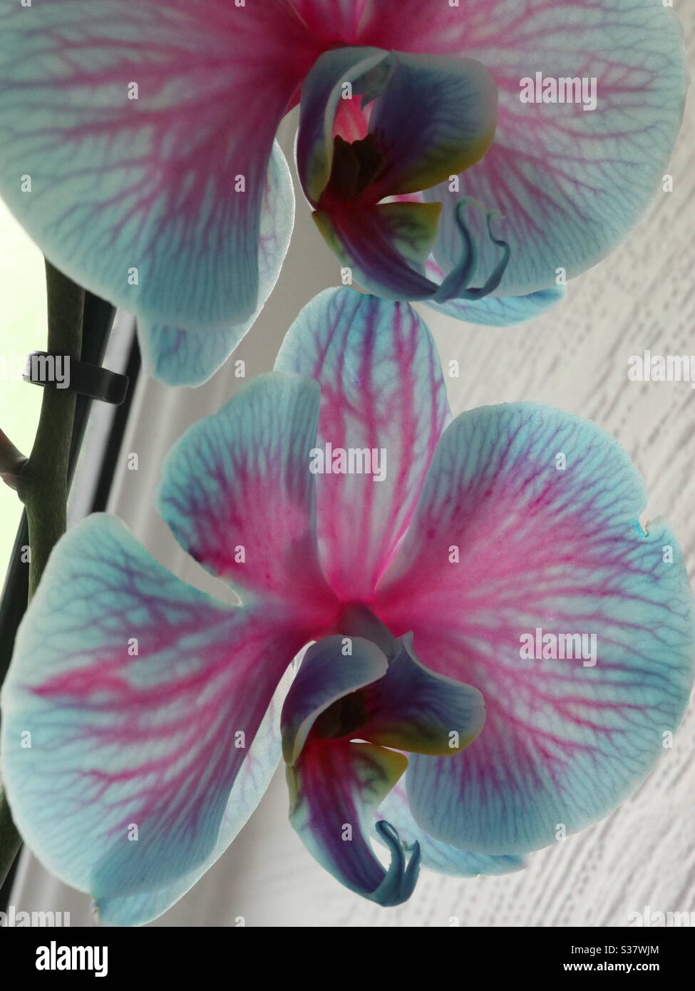 Gesprühte Orchidee - Smartphone-aufgenommenes Stockfoto
