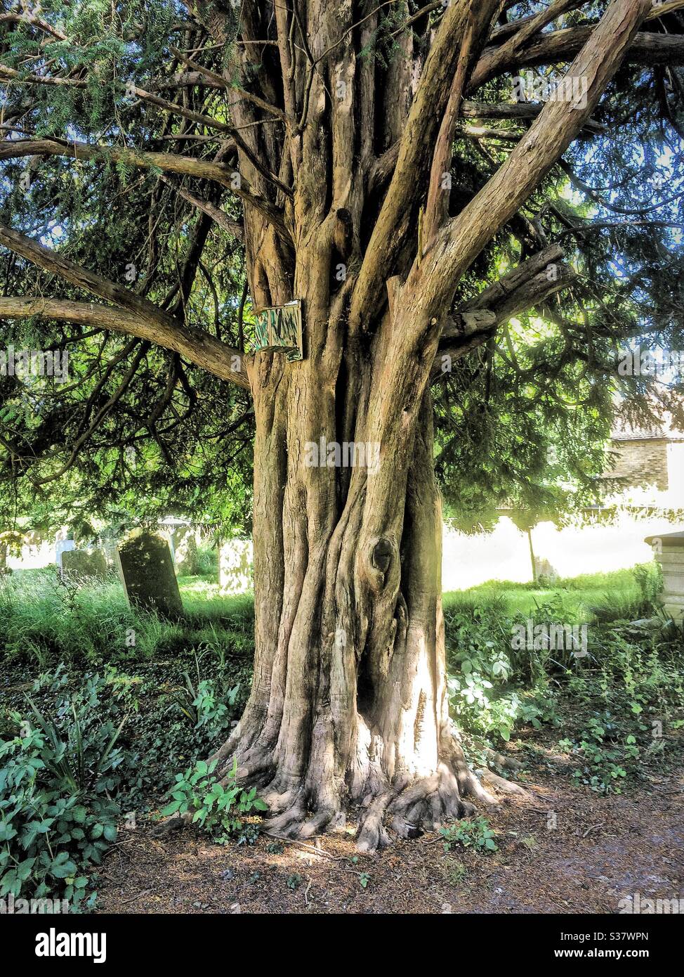 Nahaufnahme des Baumstamms einer Eibe im Friedhof der St. Augustine’s Church, Northbourne, Kent Stockfoto