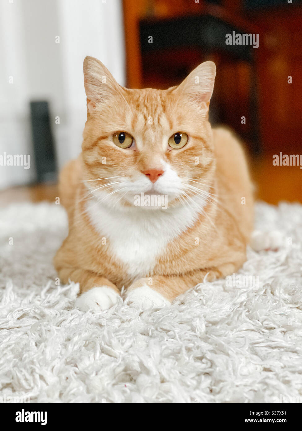 Kitty Cat Stockfoto
