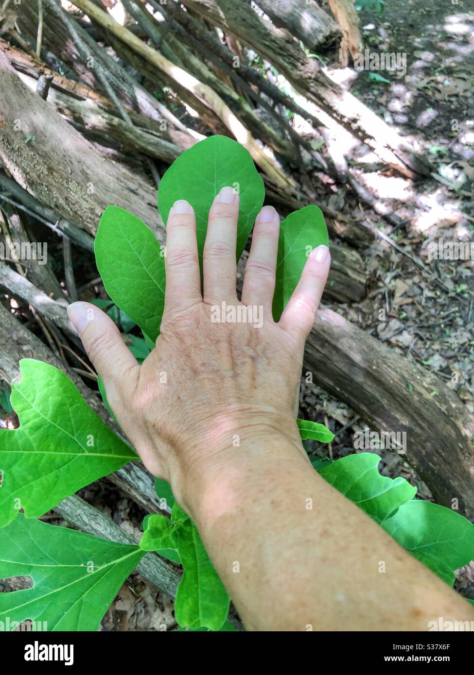 Eine Frau Hand auf einem großen Blatt. - Smartphone-aufgenommenes Stockfoto