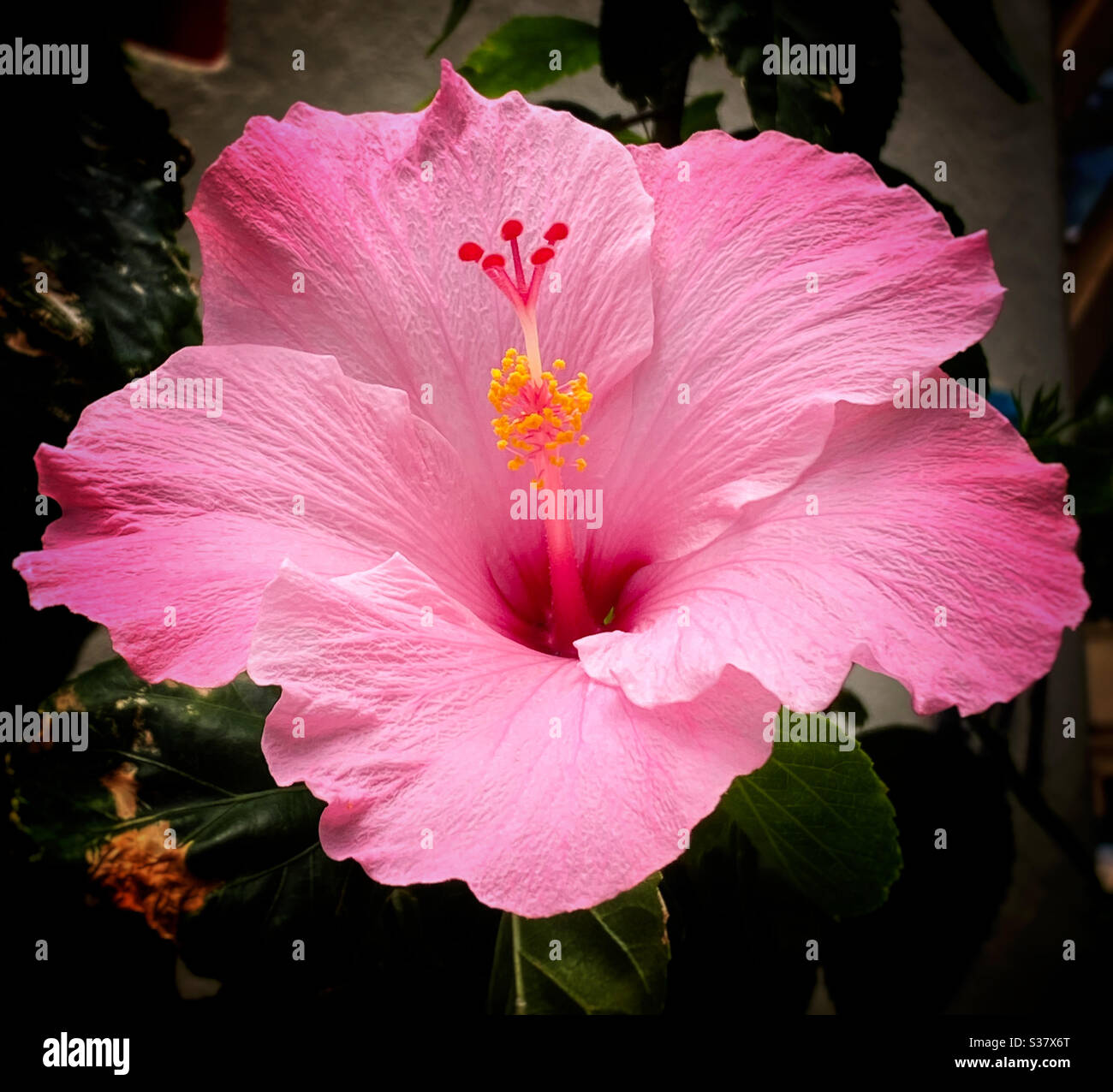 Nahaufnahme einer rosa Hibiskusblüte - Smartphone-aufgenommenes Stockfoto