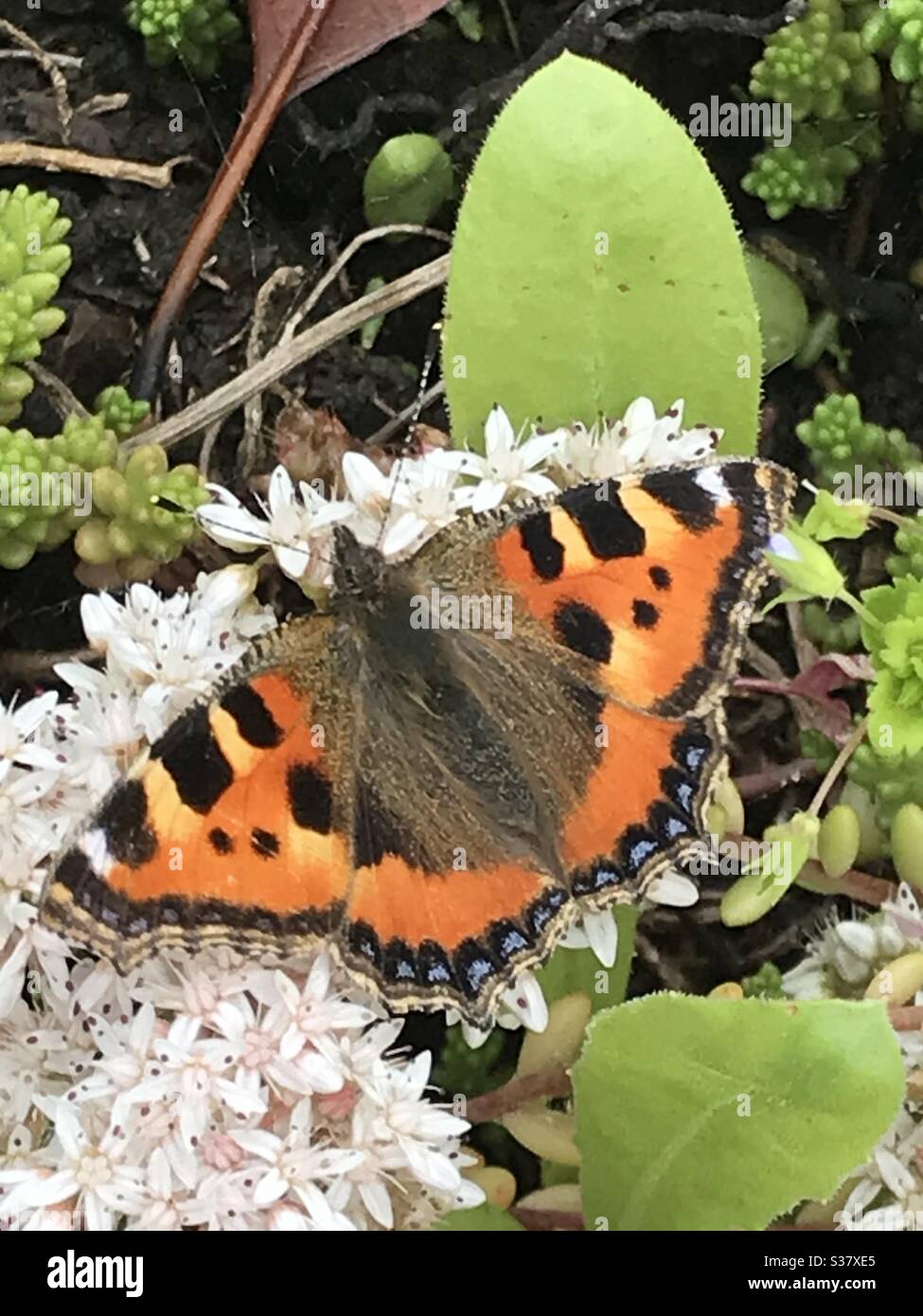 Kleiner Fuchs Schmetterling Stockfoto