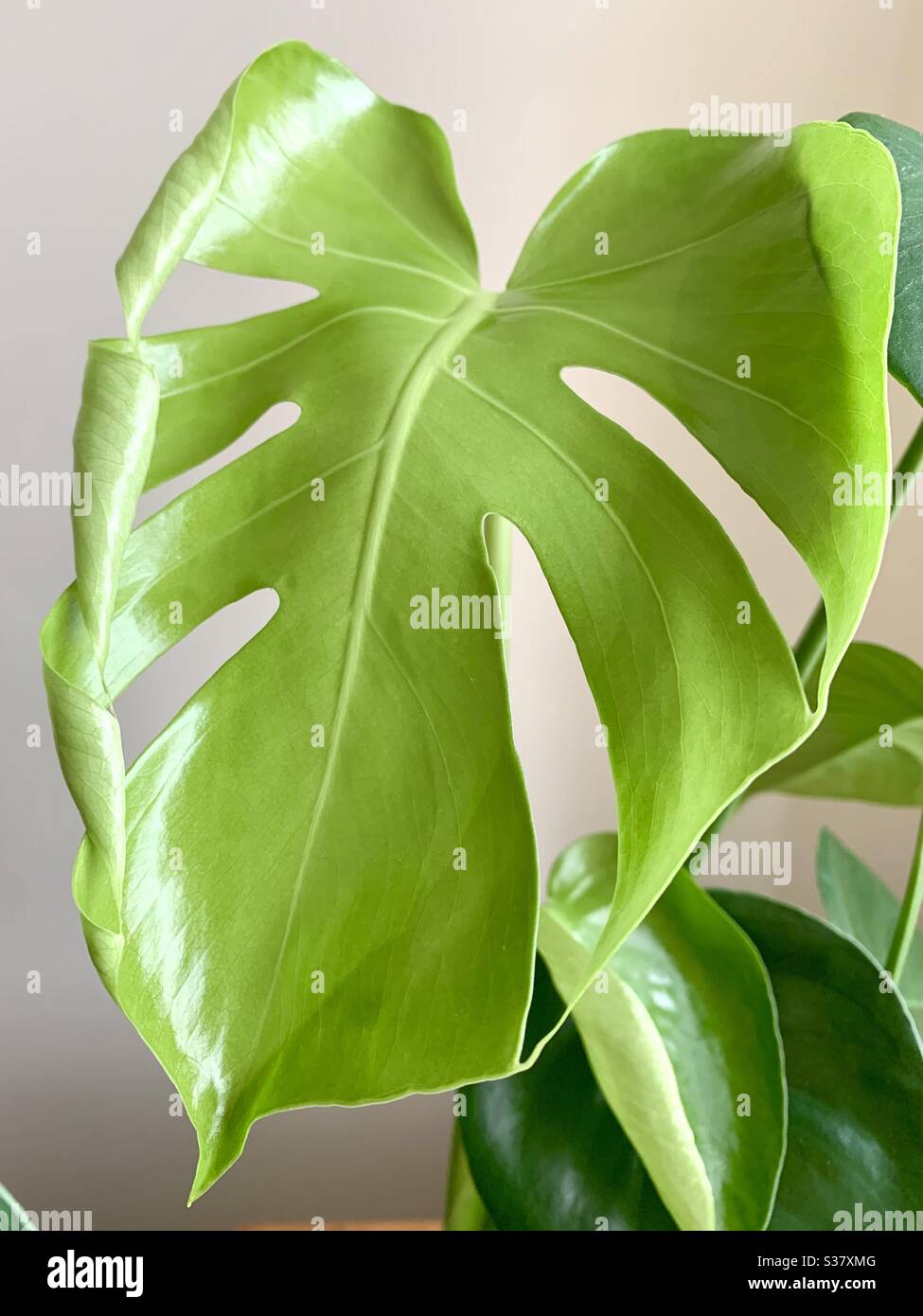 Neues Baby grün Monstera Blatt - Smartphone-aufgenommenes Stockfoto