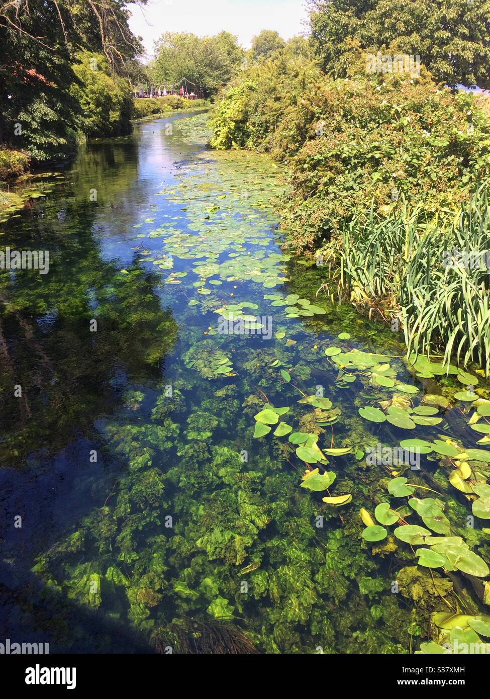 Seerosen und andere Wildwasserpflanzen wachsen an einem Sommertag im und um den Fluss Lea in Tottenham - Smartphone-aufgenommenes Stockfoto