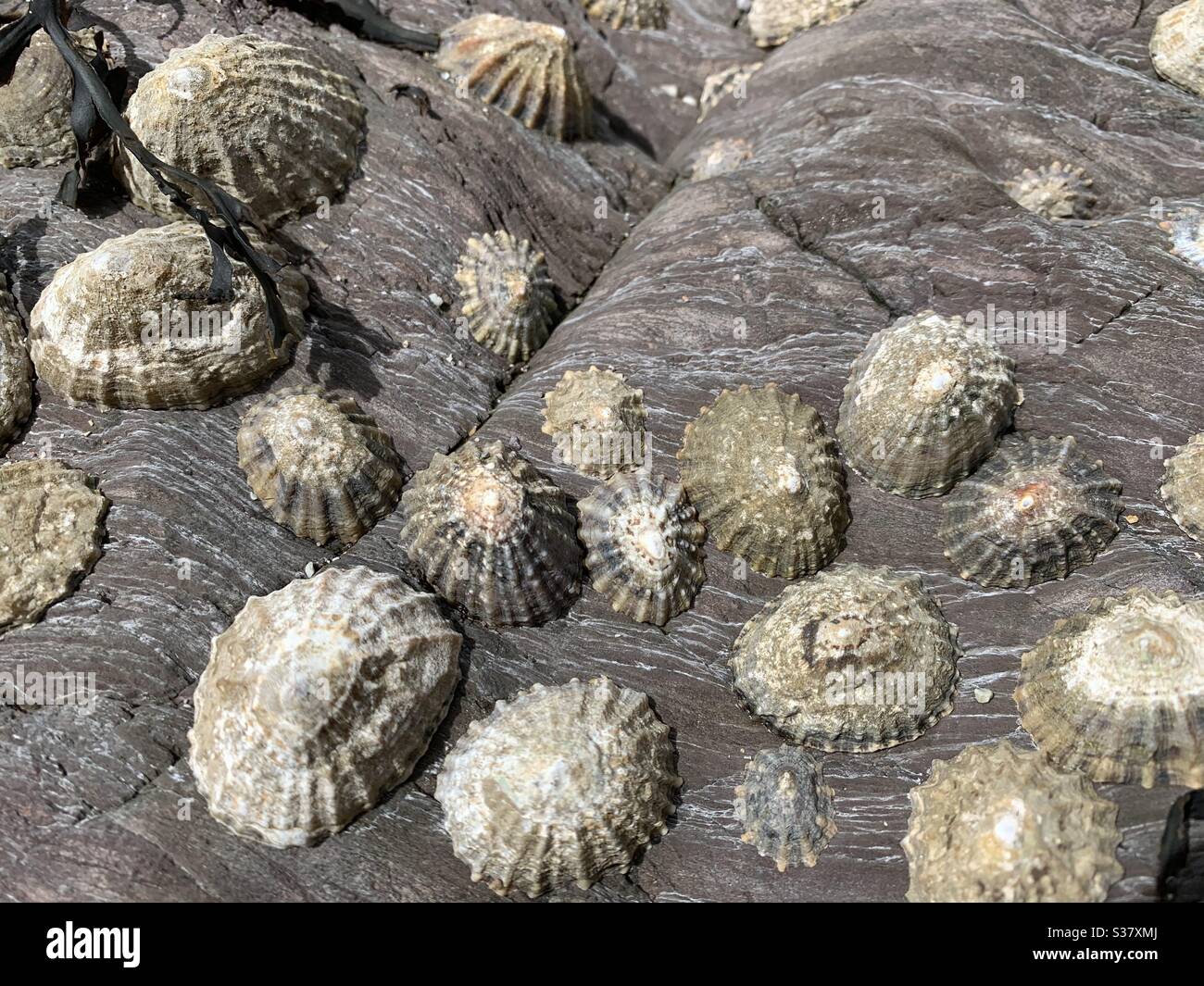 Limpets auf einem Stein - Smartphone-aufgenommenes Stockfoto