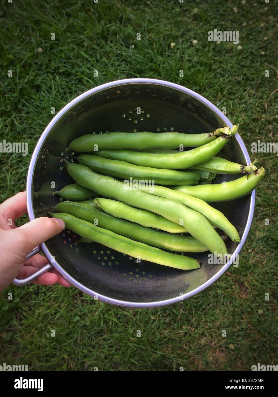Frau hält einen Sieb aus frisch geernteten Bohnen-Schoten in einem Garten Stockfoto