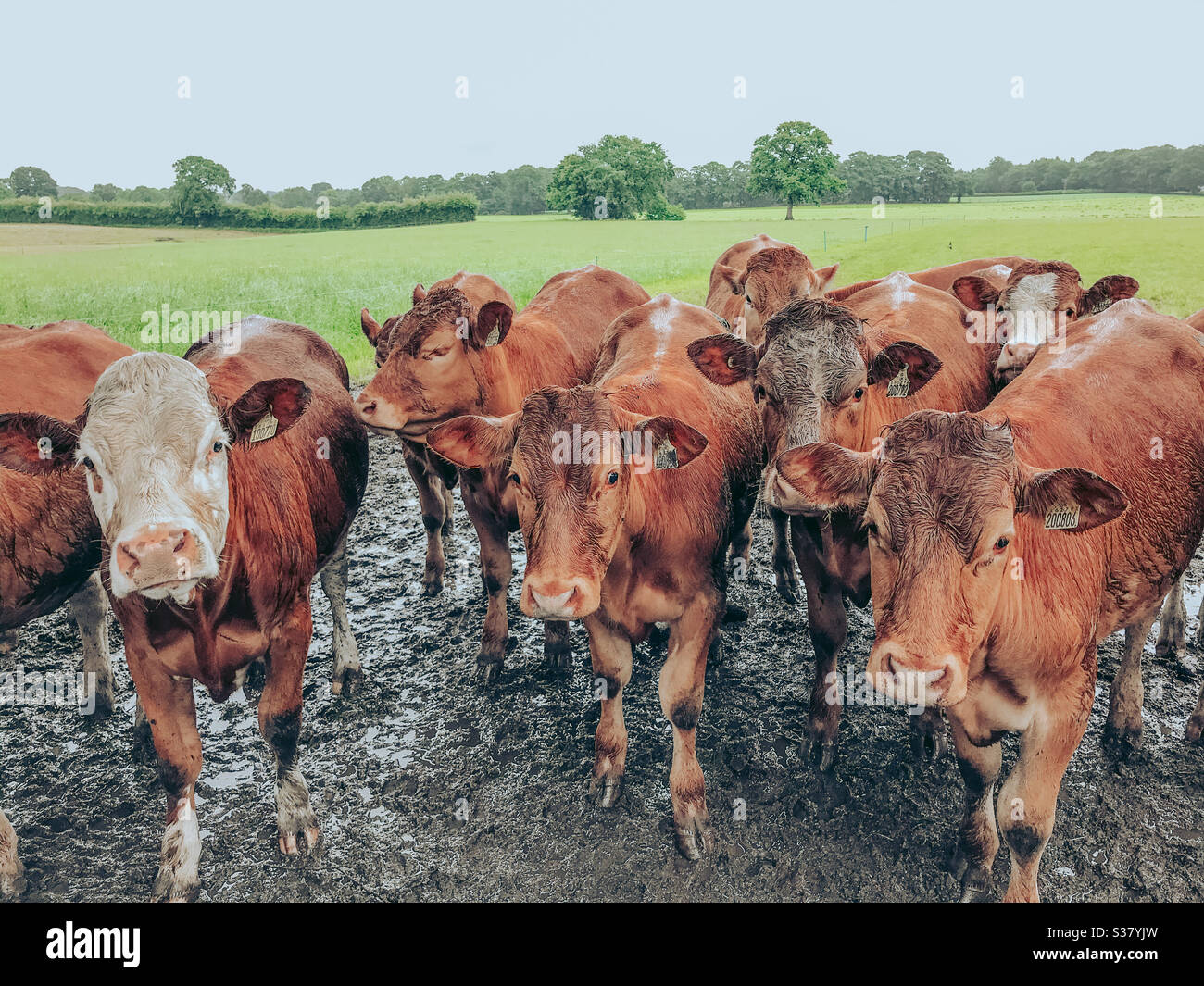 Junge Rinder in einem schlammigen Feld Stockfoto