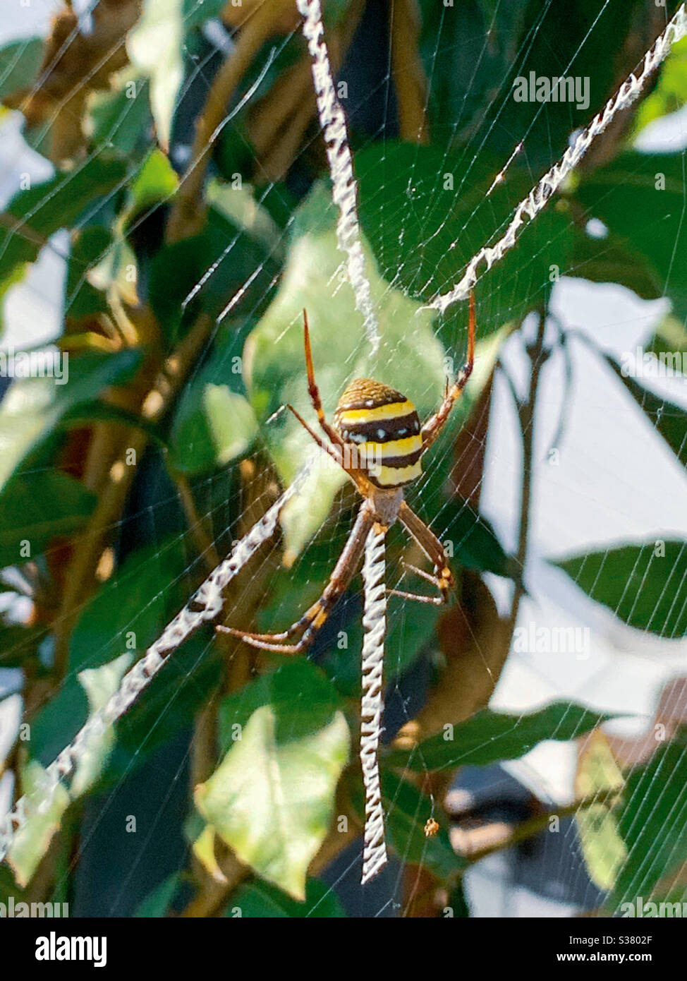 St Andrews Cross Spider Stockfoto