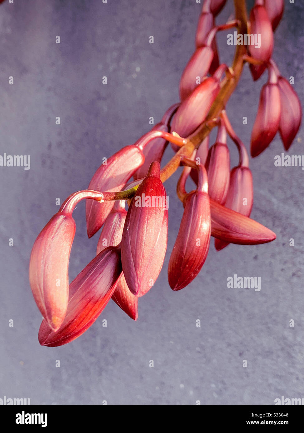 Dunkelrosa bronzefarbene Orchideenknospen in der Sonne - Smartphone-aufgenommenes Stockfoto