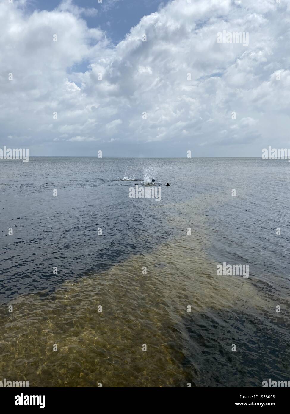 Delfine, die in der Bucht planschen und stürmischen Himmel Stockfoto