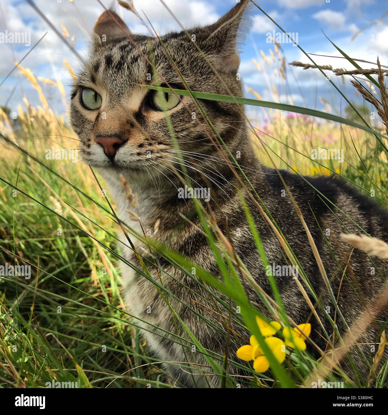 Katze auf einem Feld Stockfoto