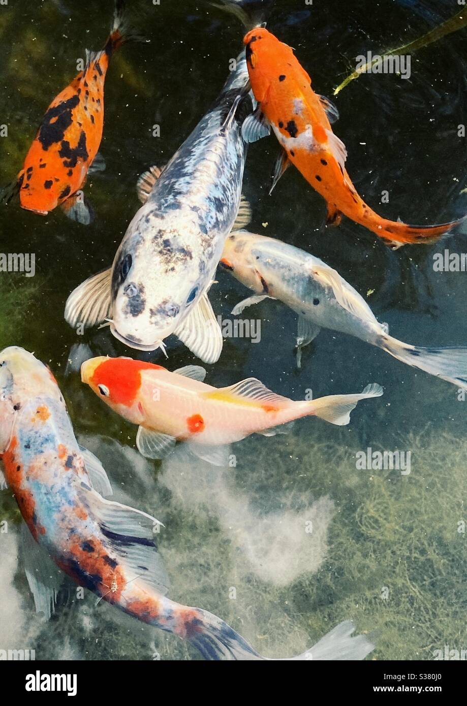 Orange und rote und silberne und graue Fische schwimmen in der Nähe der Oberfläche eines heimischen Teiches in Großbritannien. Nahaufnahme der Fische - Smartphone-aufgenommenes Stockfoto