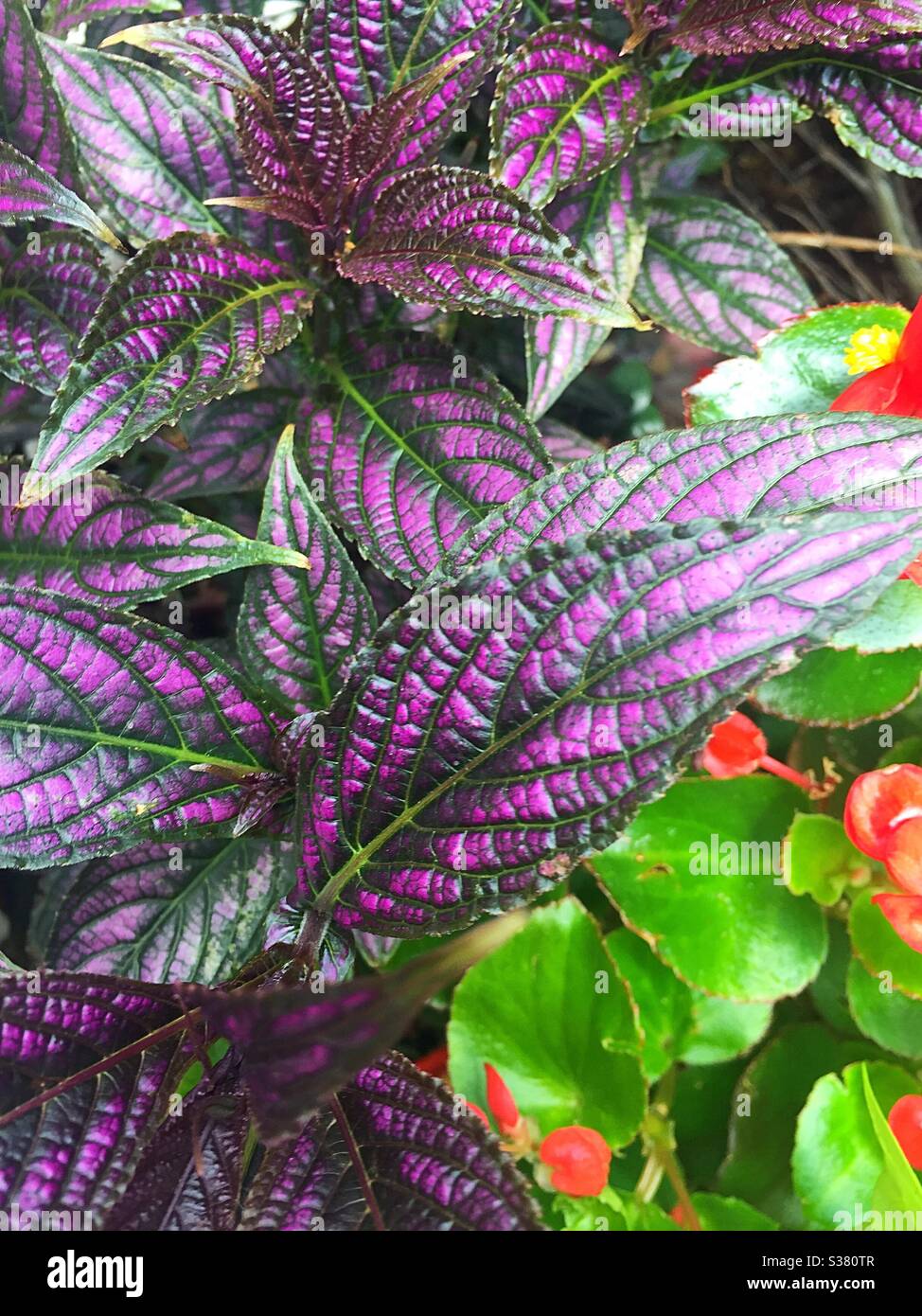 Nahaufnahme von lebendigen bunten Pflanzen in einem Blumenbeet, USA - Smartphone-aufgenommenes Stockfoto