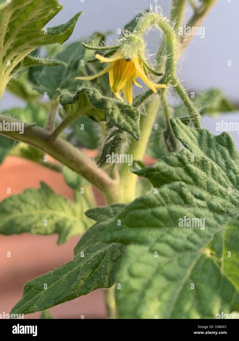 Blick vom Boden einer Tomatenblume Stockfoto