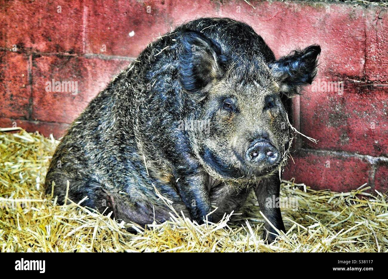 Schwein - Smartphone-aufgenommenes Stockfoto