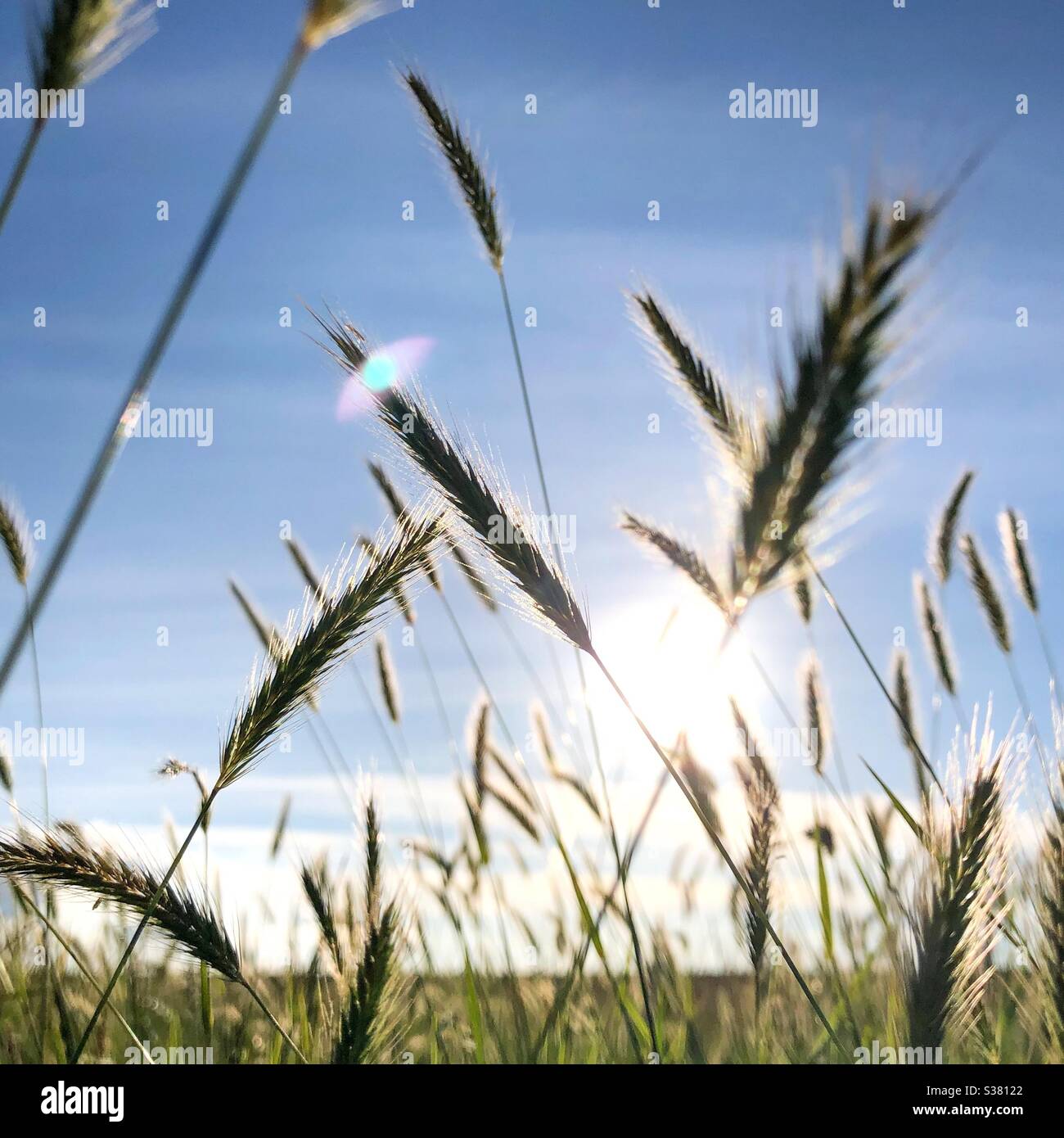 Grass detail -Fotos und -Bildmaterial in hoher Auflösung – Alamy