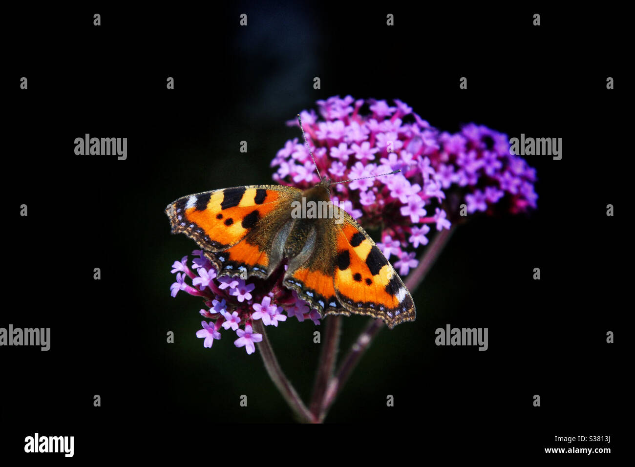 Kleine Schildkrötenpantelblattlaus (Aglais urticae), die sich auf Purptop-Vervain (Verbena bonariensis) ernähren. Juli 2020. Västmanland, Schweden. Stockfoto