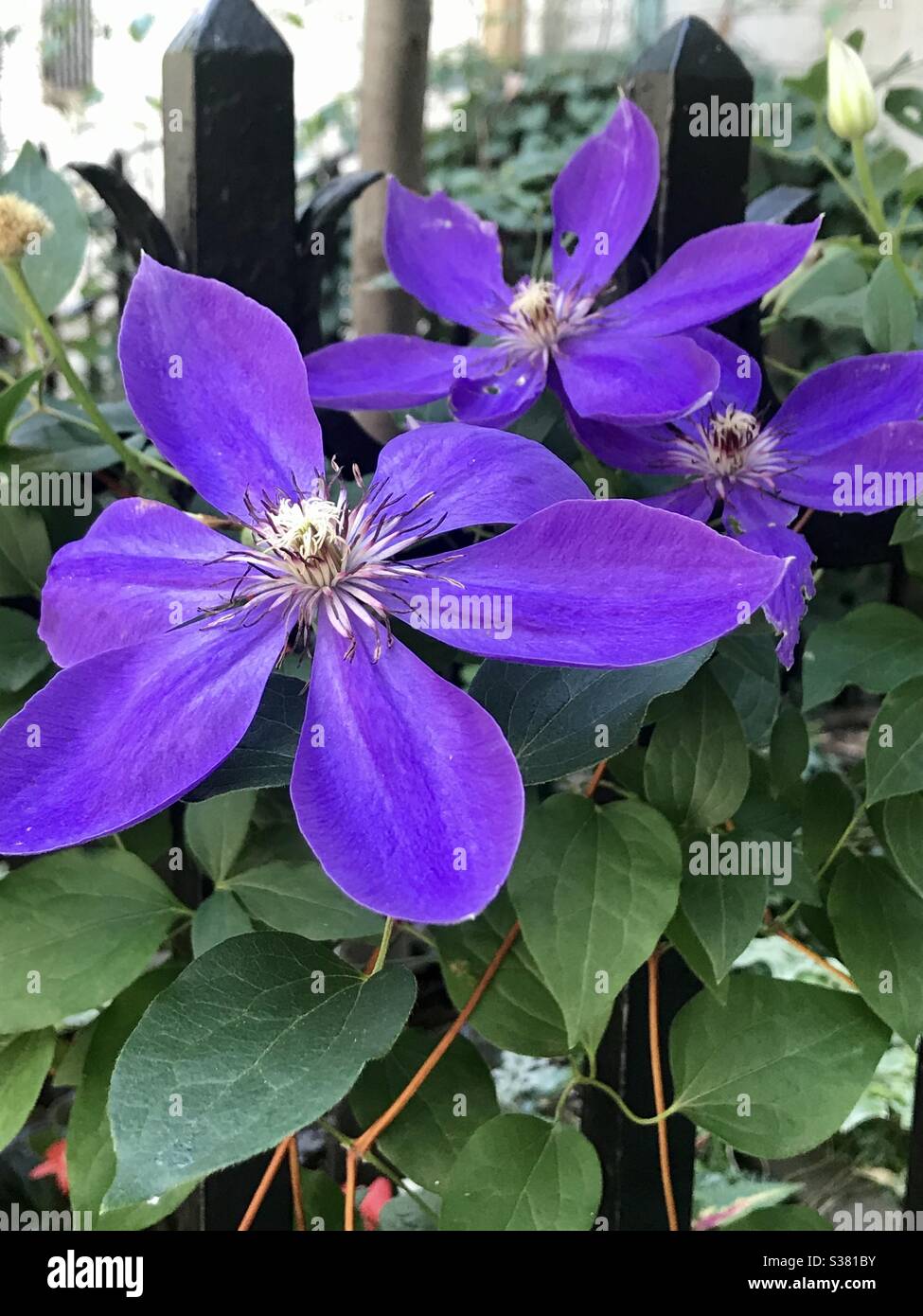 Purple Climbing Clematis Stockfoto