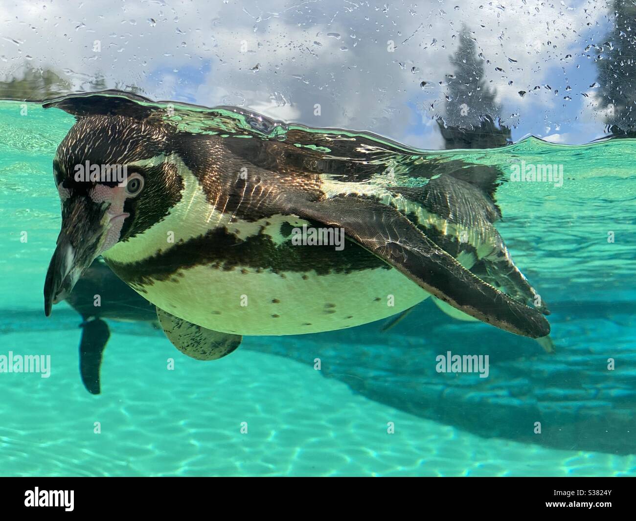 Humboldt-Pinguin schwimmt in einem Panzer im Zoo von Chester Stockfoto