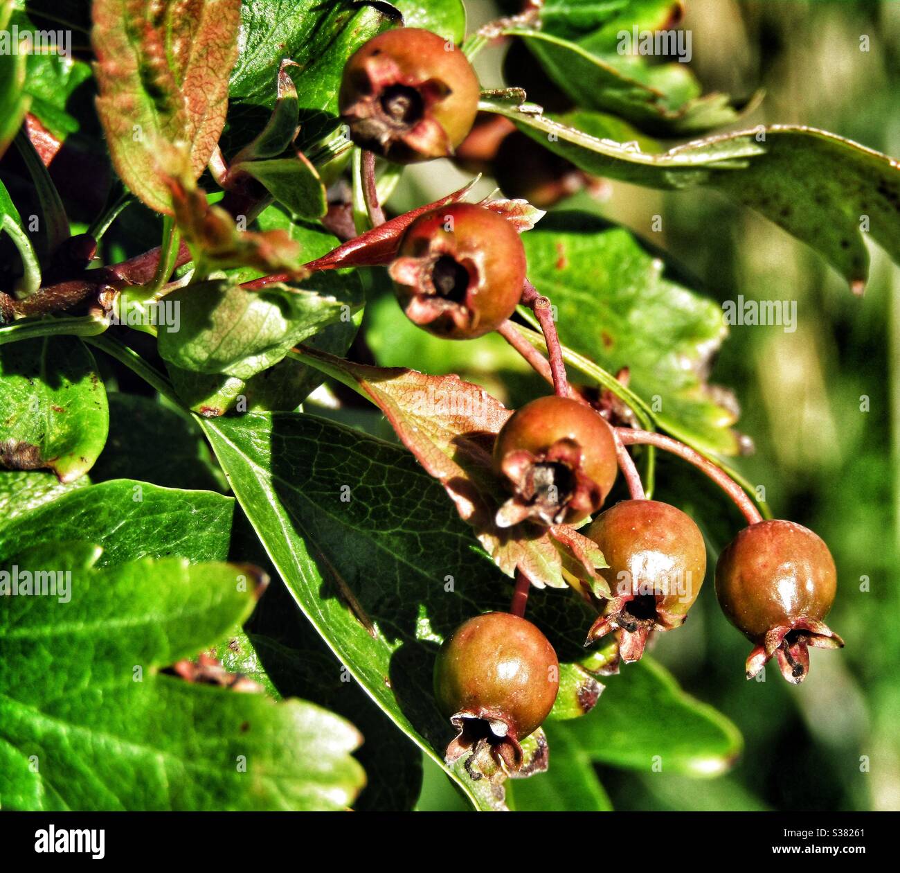 Makrofotografie - Blumen Stockfoto