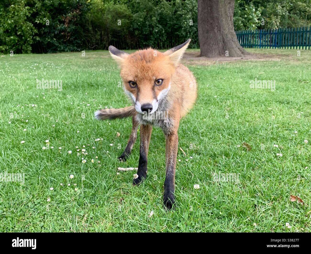 Neugieriger Fuchs im Park Stockfoto
