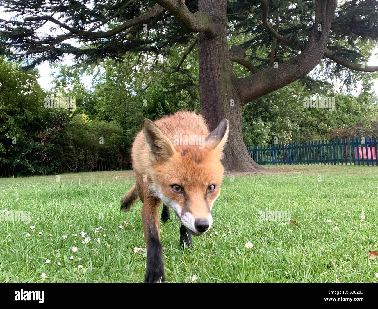 Neugieriger Fuchs im Park Stockfoto