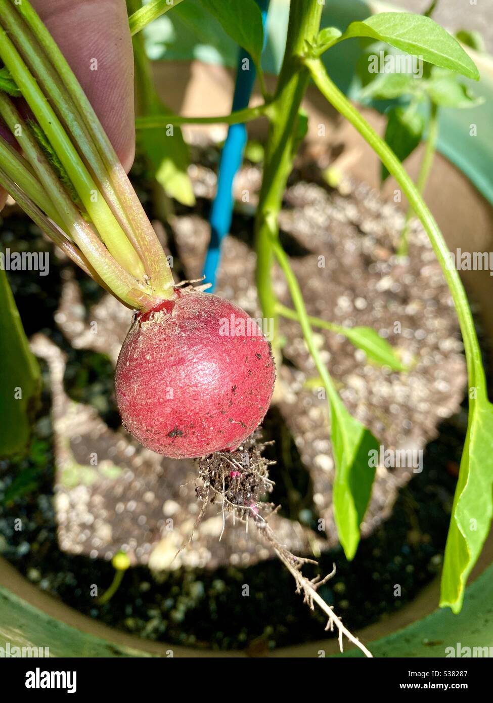 Frisch gepflückter roter Rettich aus dem Garten - Smartphone-aufgenommenes Stockfoto