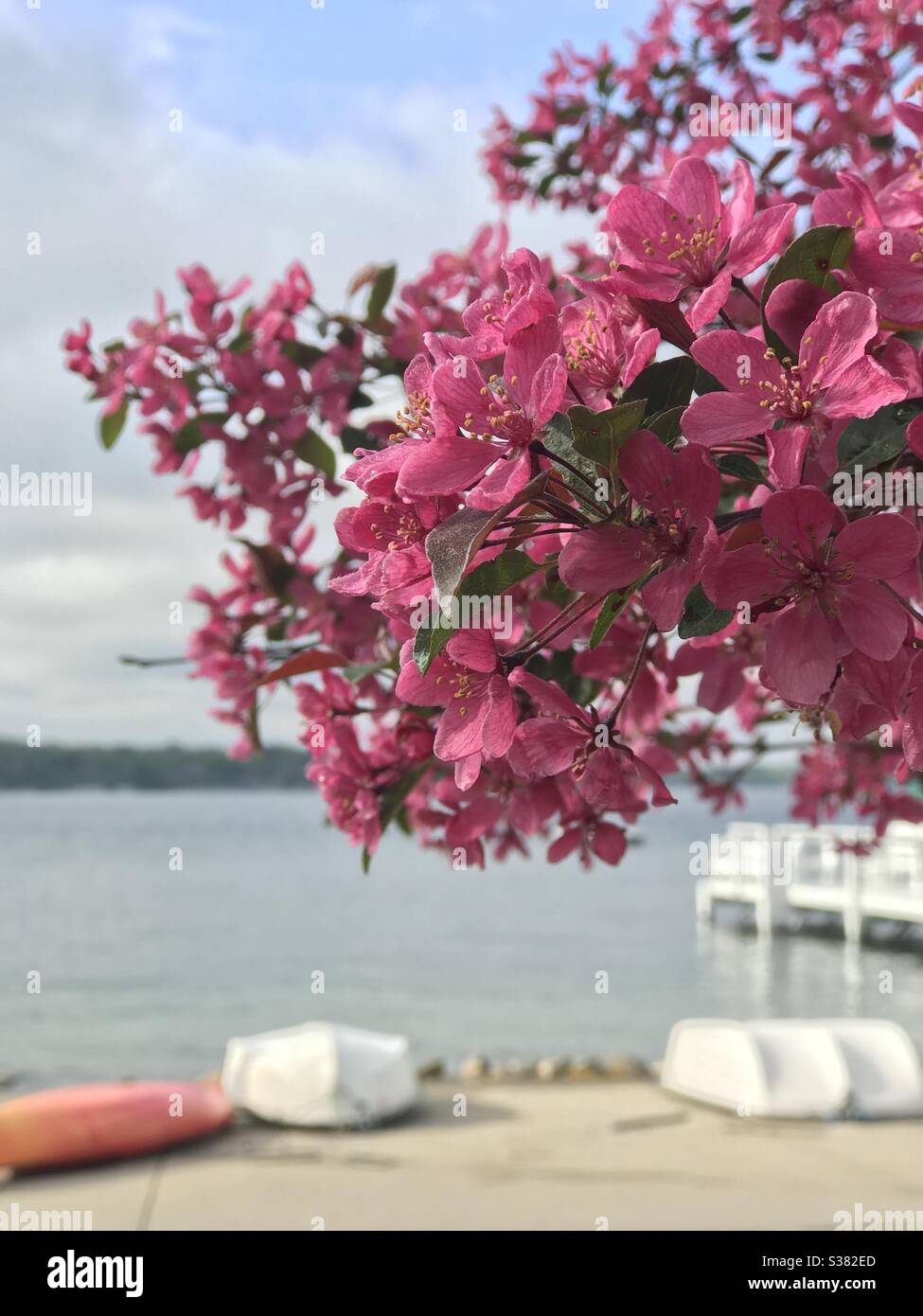Gennifer blumen -Fotos und -Bildmaterial in hoher Auflösung – Alamy