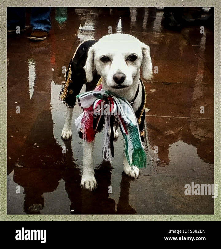 Mexikanischer Mariachi Hund Stockfoto