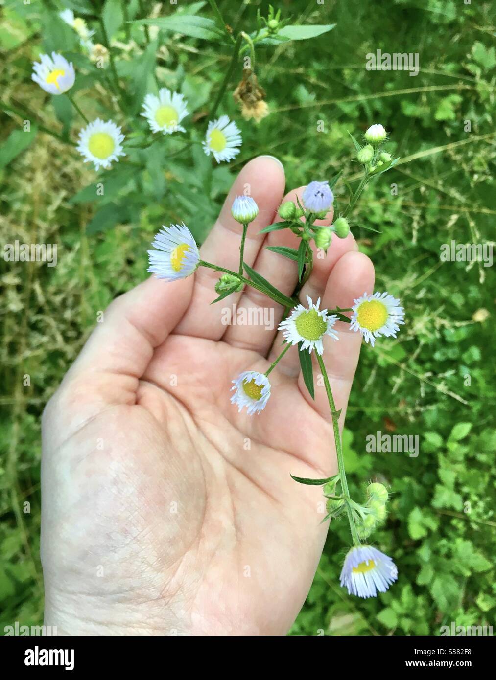 Hand hält weiße Blüten in einer grünen Gegend - Smartphone-aufgenommenes Stockfoto