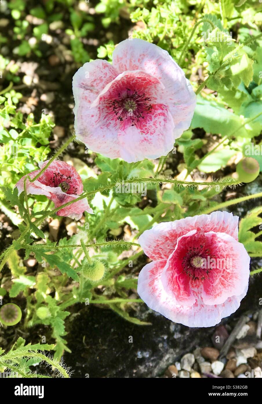 Rosa und weiße Mohnblumen mit dunkelroter Mitte Stockfoto