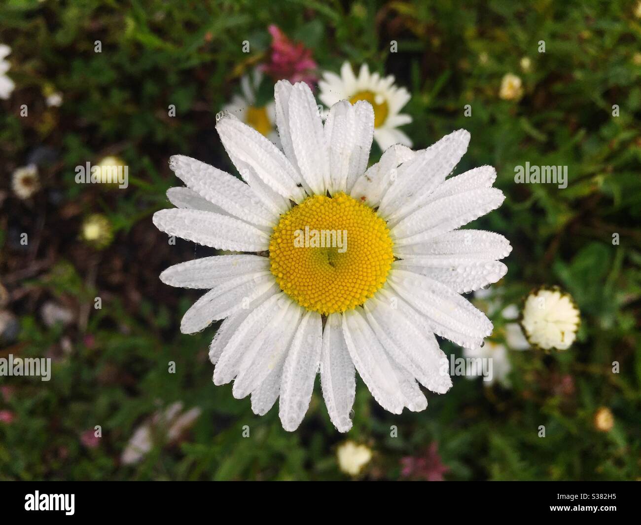 Frische Gänseblümchen in Blüte - Smartphone-aufgenommenes Stockfoto