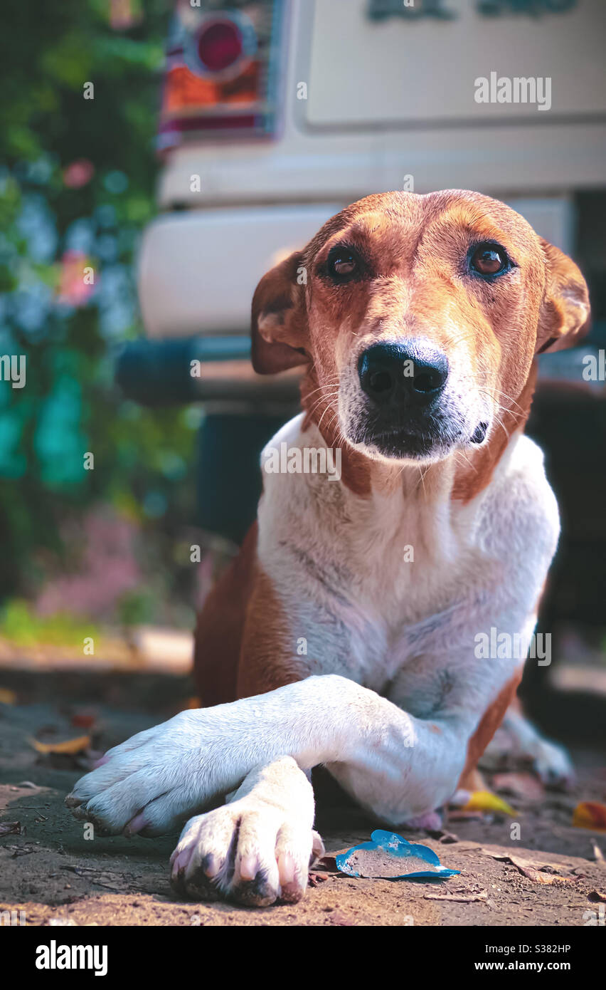 Hunde sind das Leben. Stockfoto