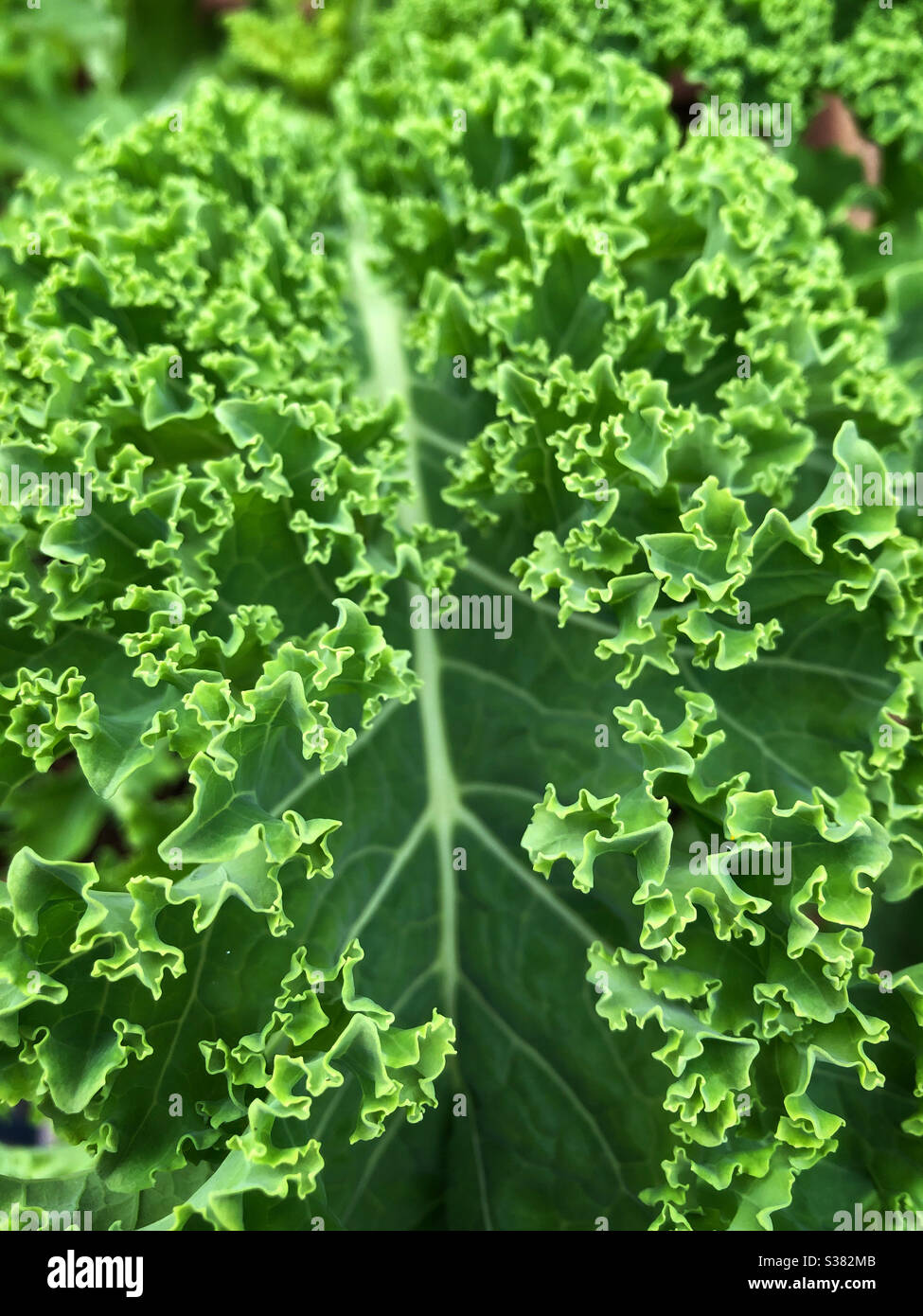Frischer Kohl im Garten. - Smartphone-aufgenommenes Stockfoto