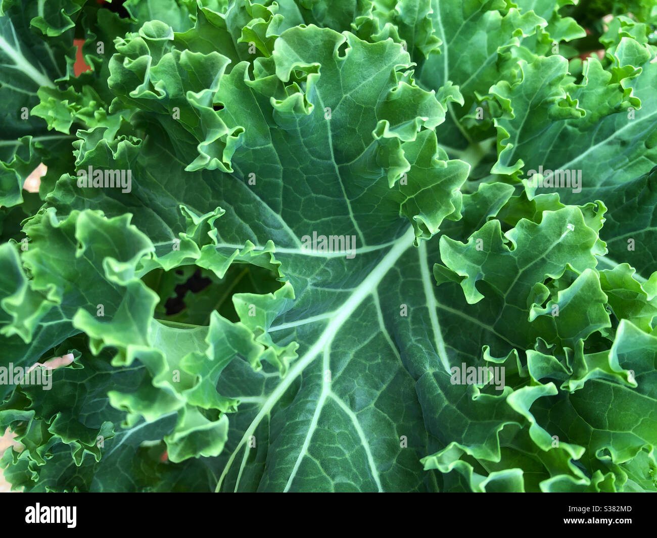 Der lockige Grünkohl wächst in einem Garten Stockfoto