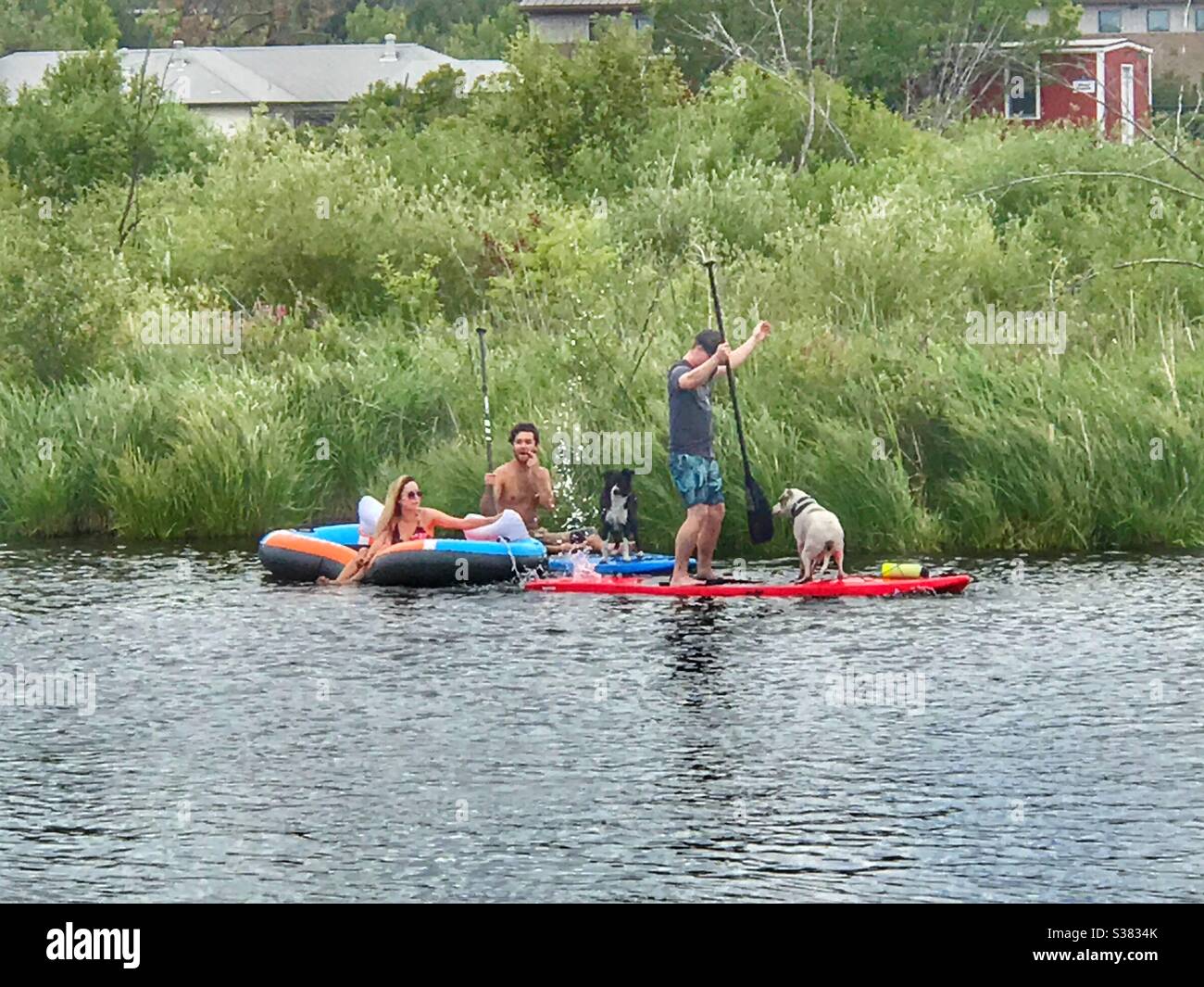 Hunde schwimmen auf Paddelbrettern in Bend Oregon den Fluss hinunter. Stockfoto