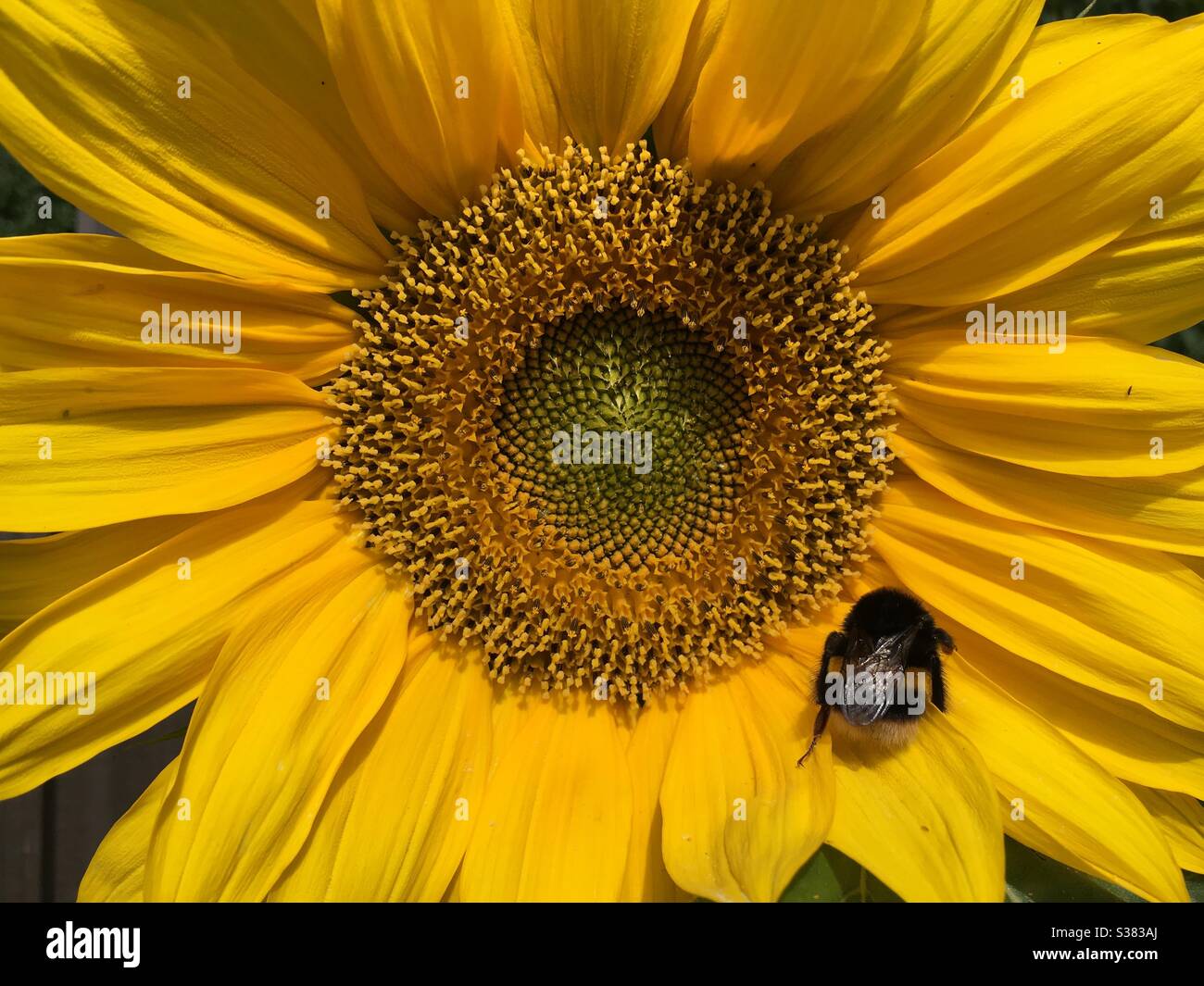 Hummel auf Sonnenblume - Smartphone-aufgenommenes Stockfoto